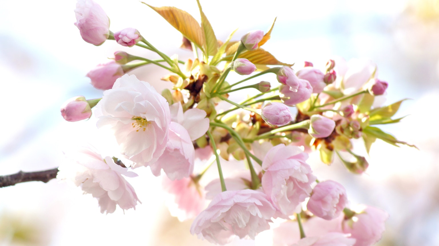 Acercamiento a flores de cerezo en una rama