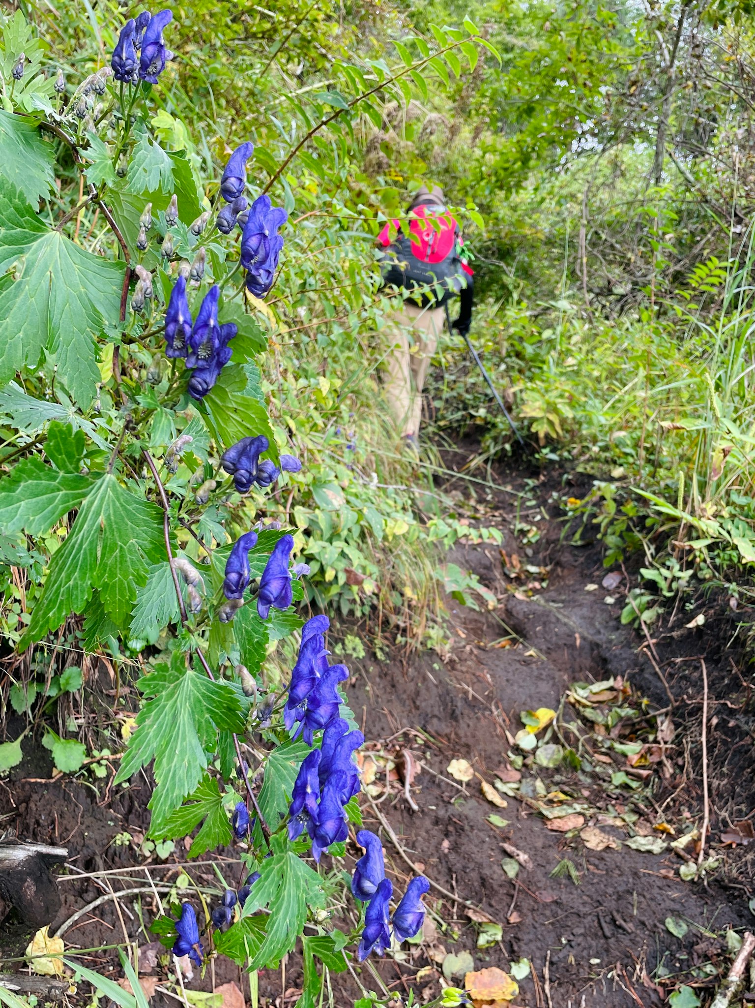 Personne marchant le long d'un chemin avec des fleurs violettes
