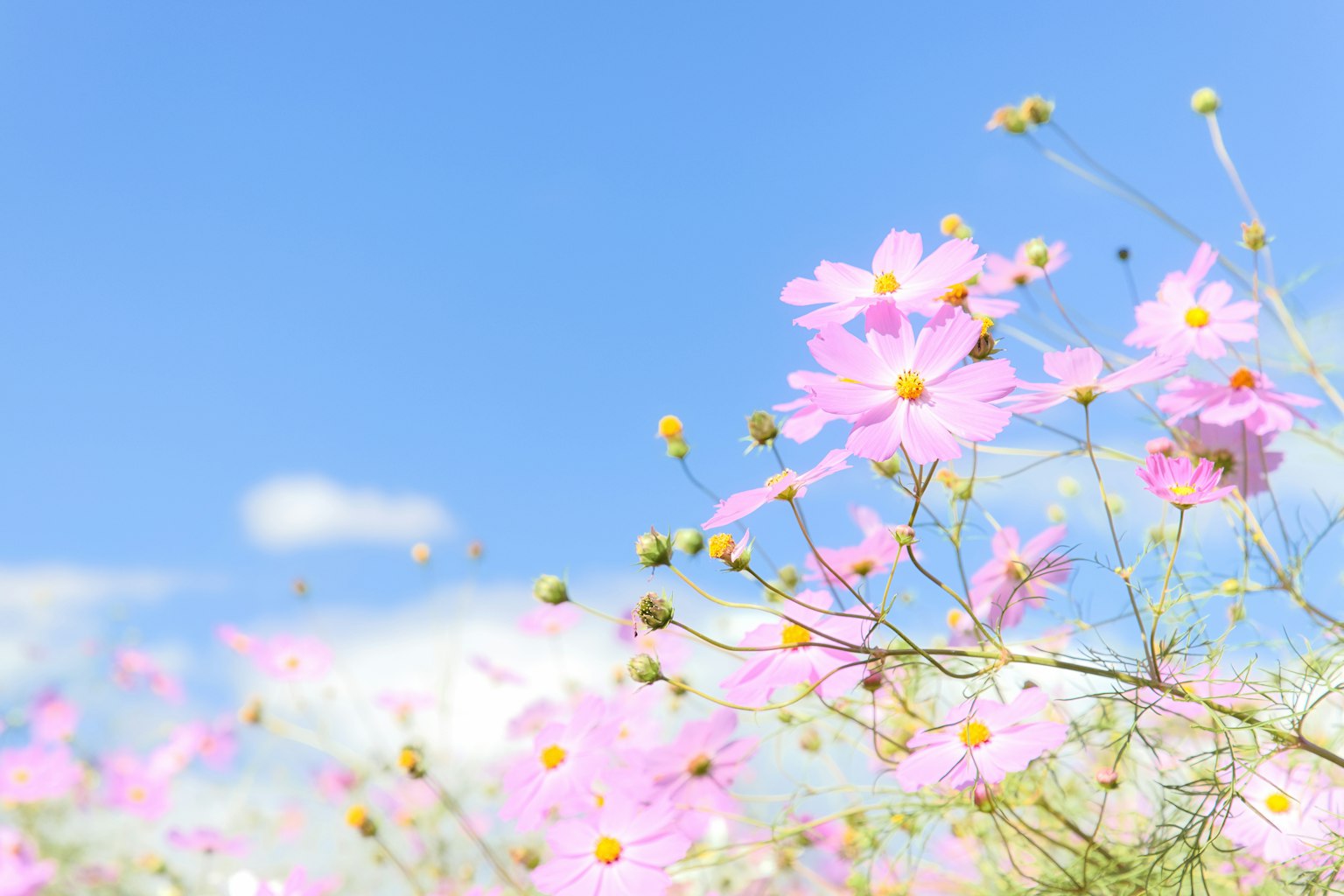 Campo de flores de cosmos rosas contra un cielo azul