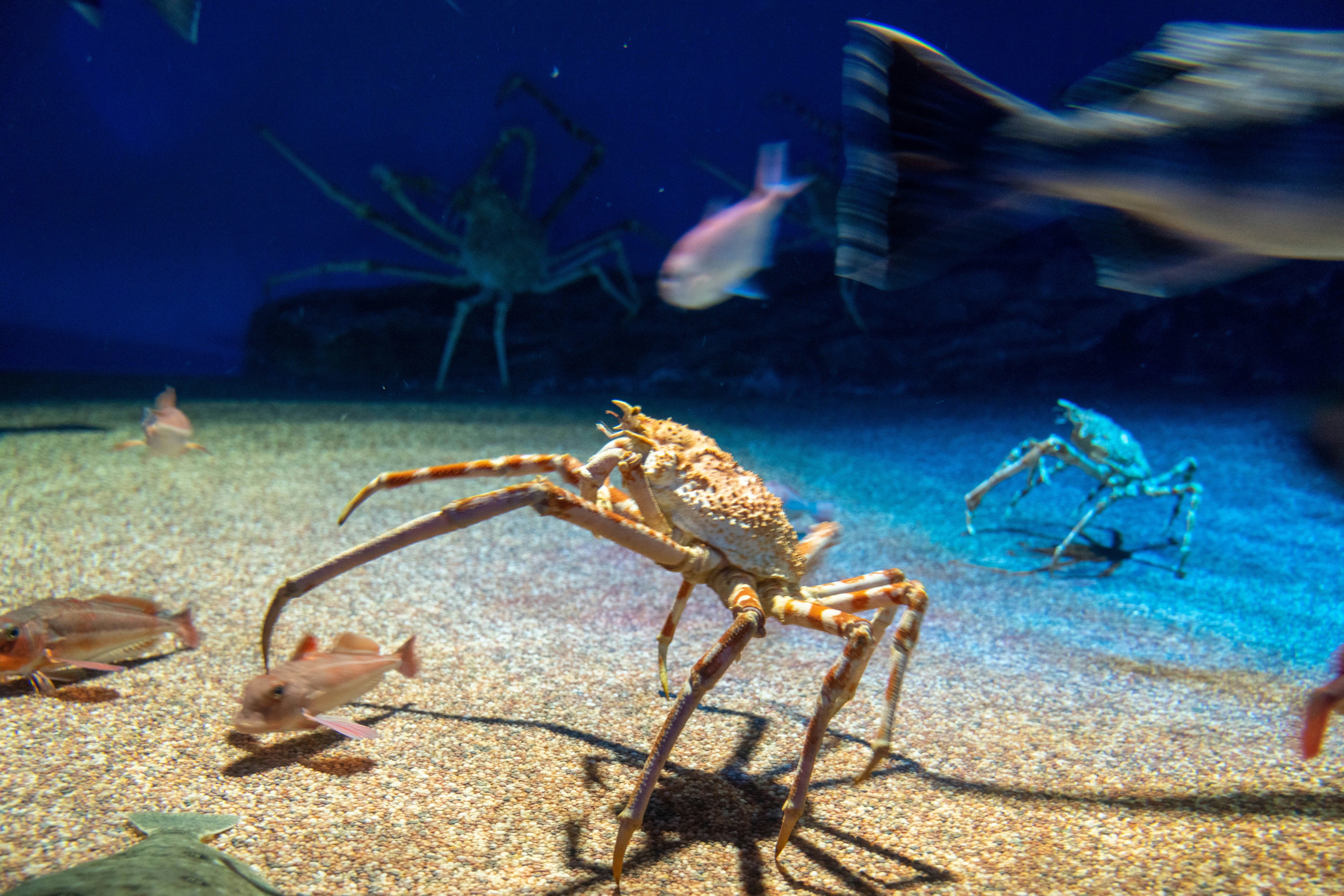 A crab walking on sand inside an aquarium with fish swimming in the background