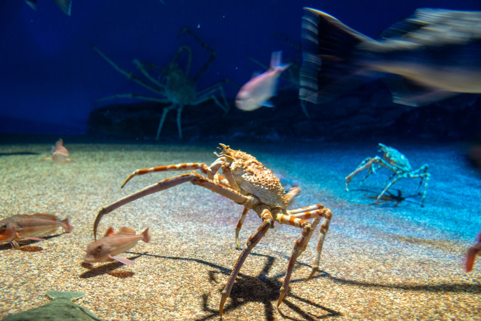 Un granchio che cammina sulla sabbia all'interno di un acquario con pesci che nuotano sullo sfondo