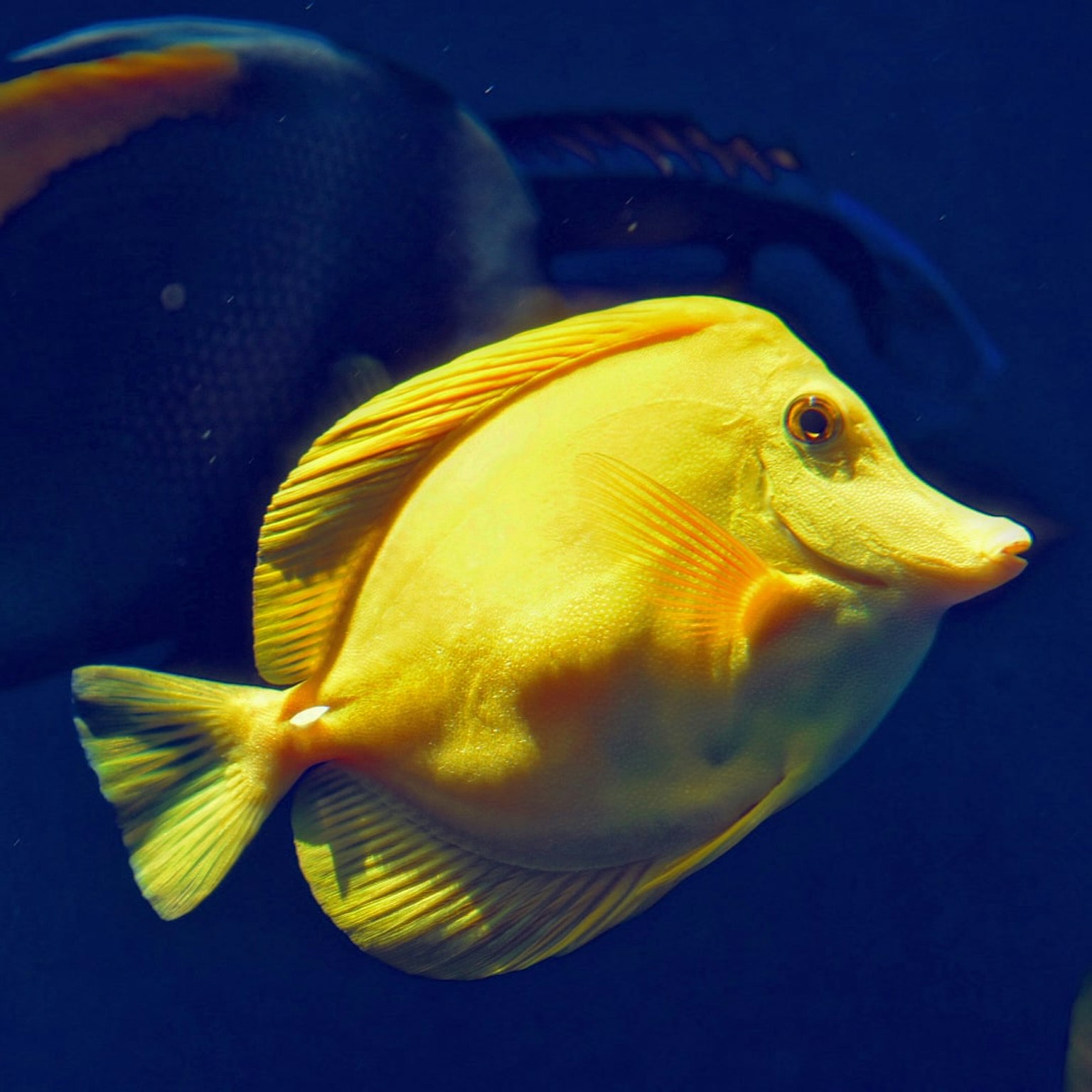 Un pesce giallo che nuota su uno sfondo blu