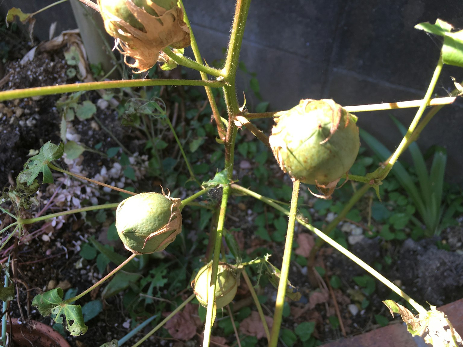 Gambar cabang tanaman dengan buah kapas hijau