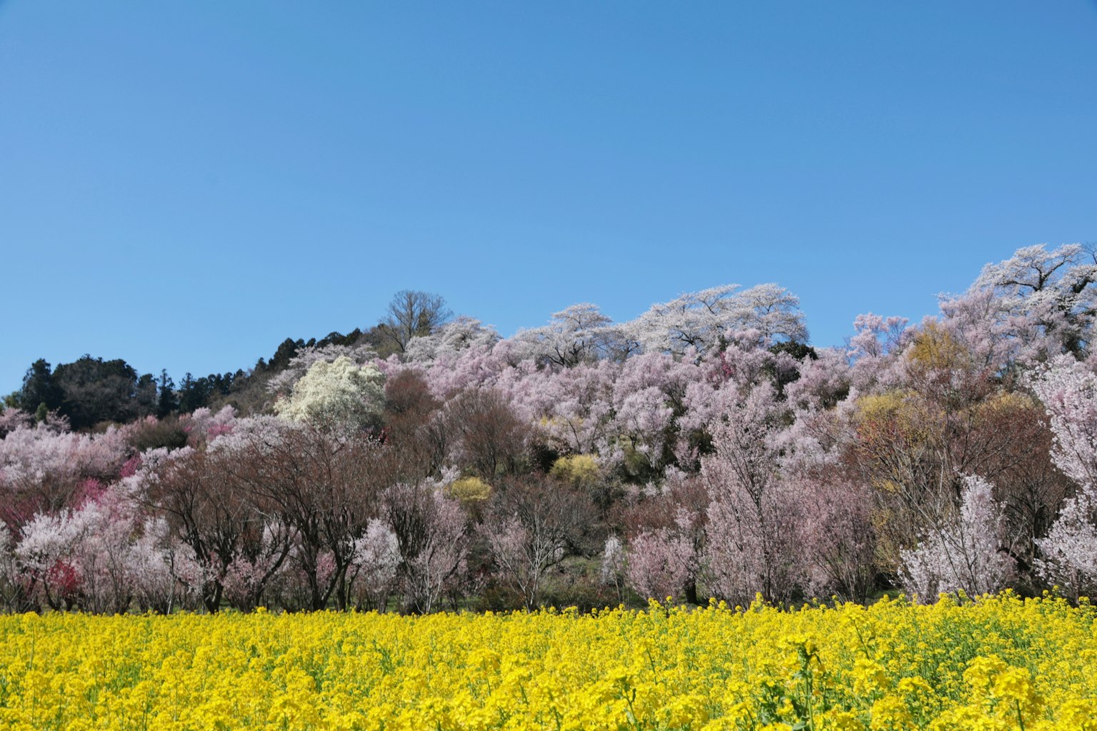 Landschaft mit einem Feld von gelben Rapsblüten und Kirschbäumen unter einem blauen Himmel
