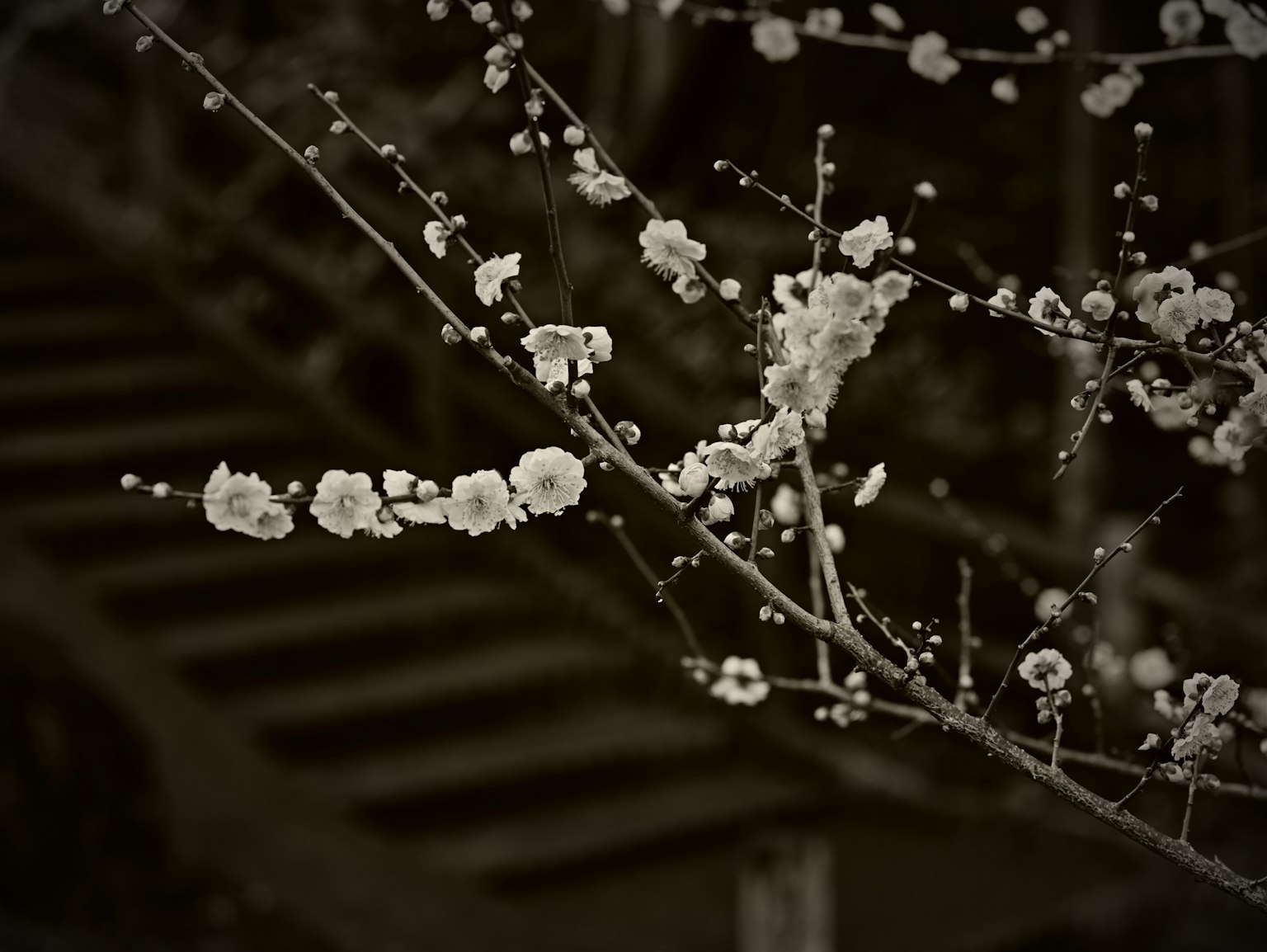 開滿白花的樹枝與模糊的樓梯背景