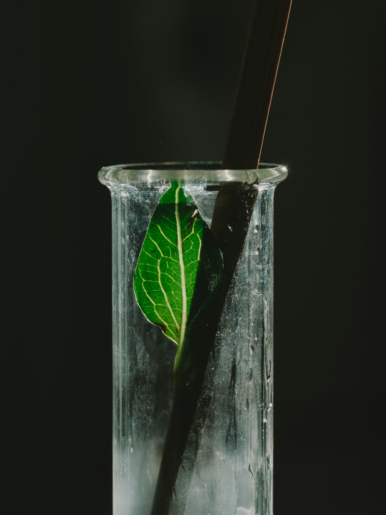 透明燒杯中有一片綠色葉子和一根黑色棒子