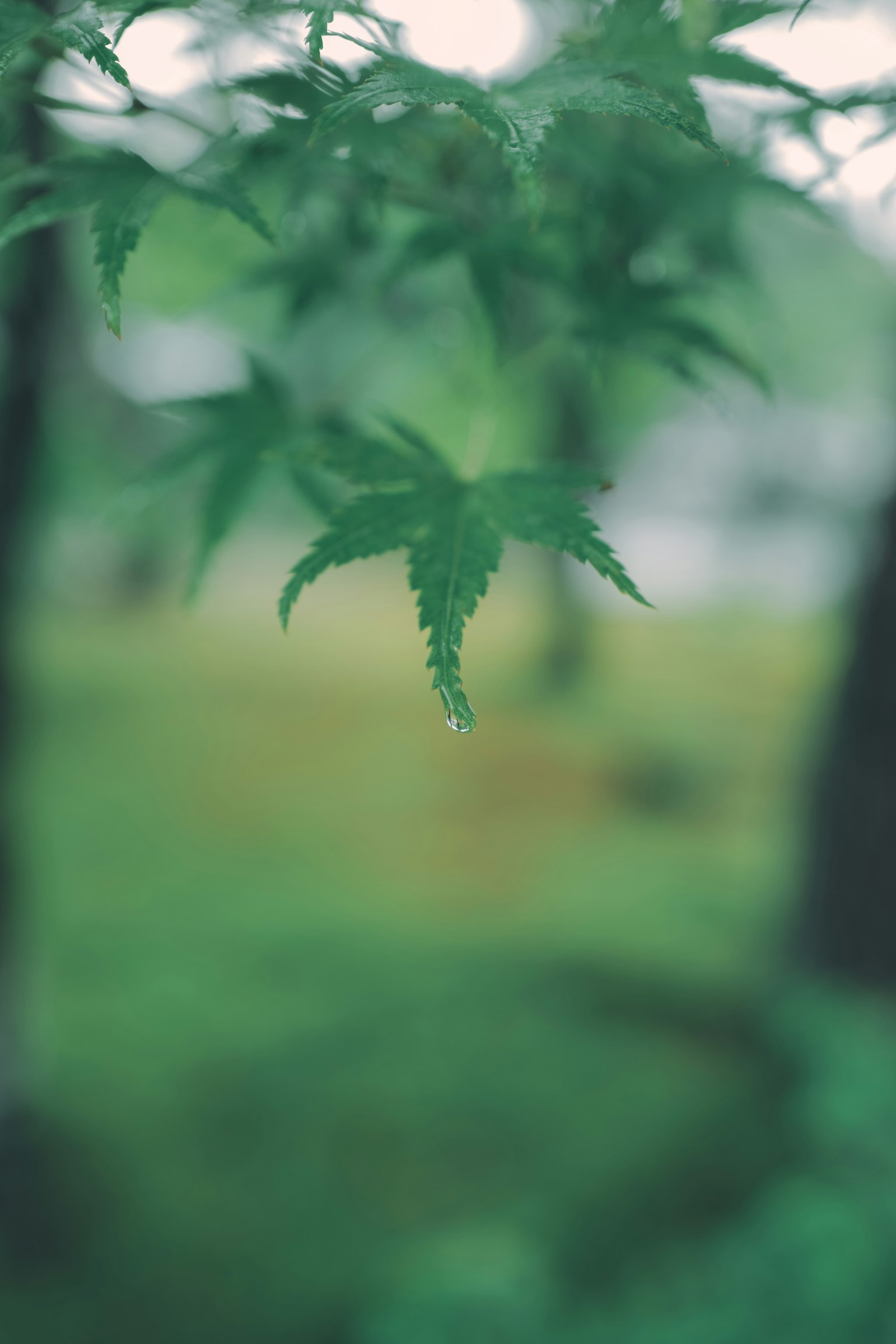 模糊背景中的綠色葉子