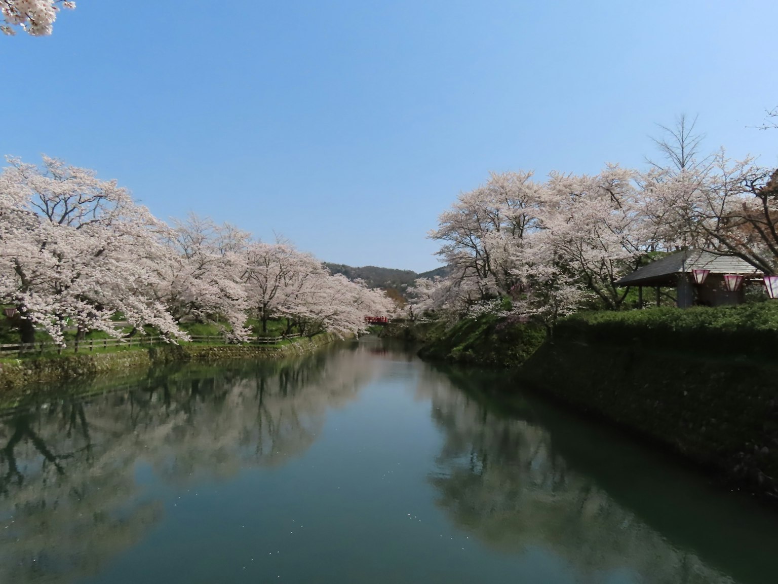 Paisaje de río sereno bordeado de cerezos en flor
