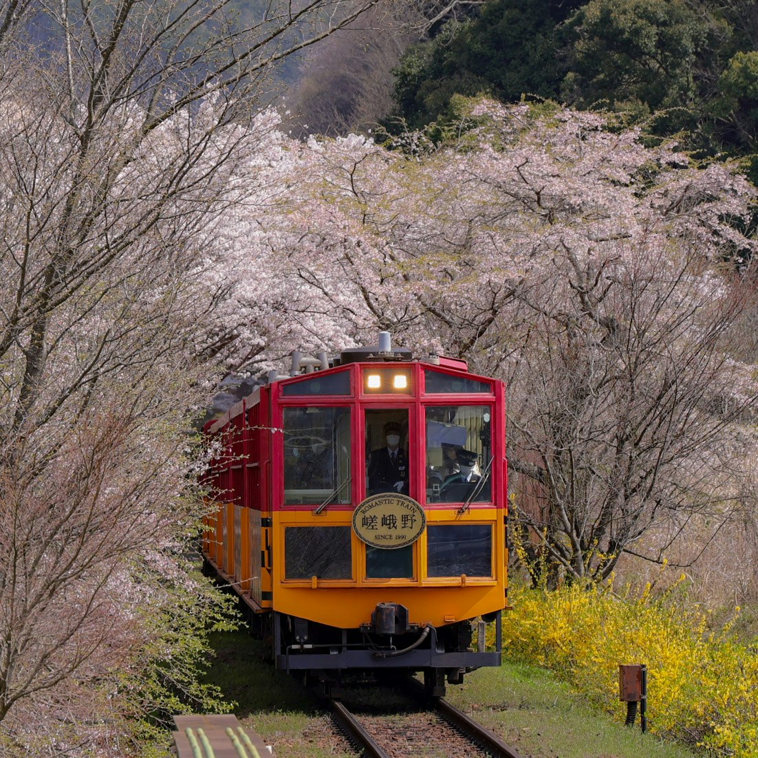 紅色觀光列車穿行在櫻花樹間的正面