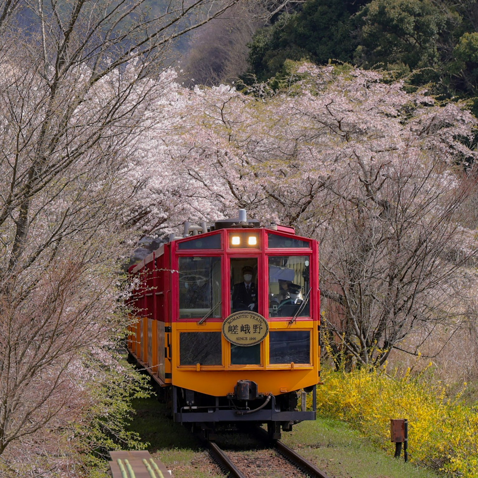 รถไฟสีแดงวิ่งผ่านต้นซากุระ