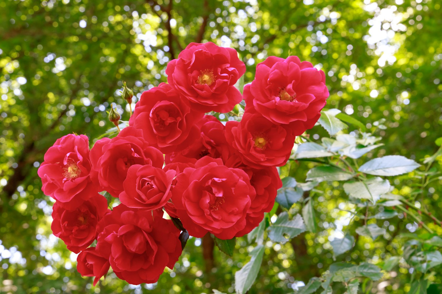Un grupo de vibrantes rosas rojas rodeadas de hojas verdes y árboles