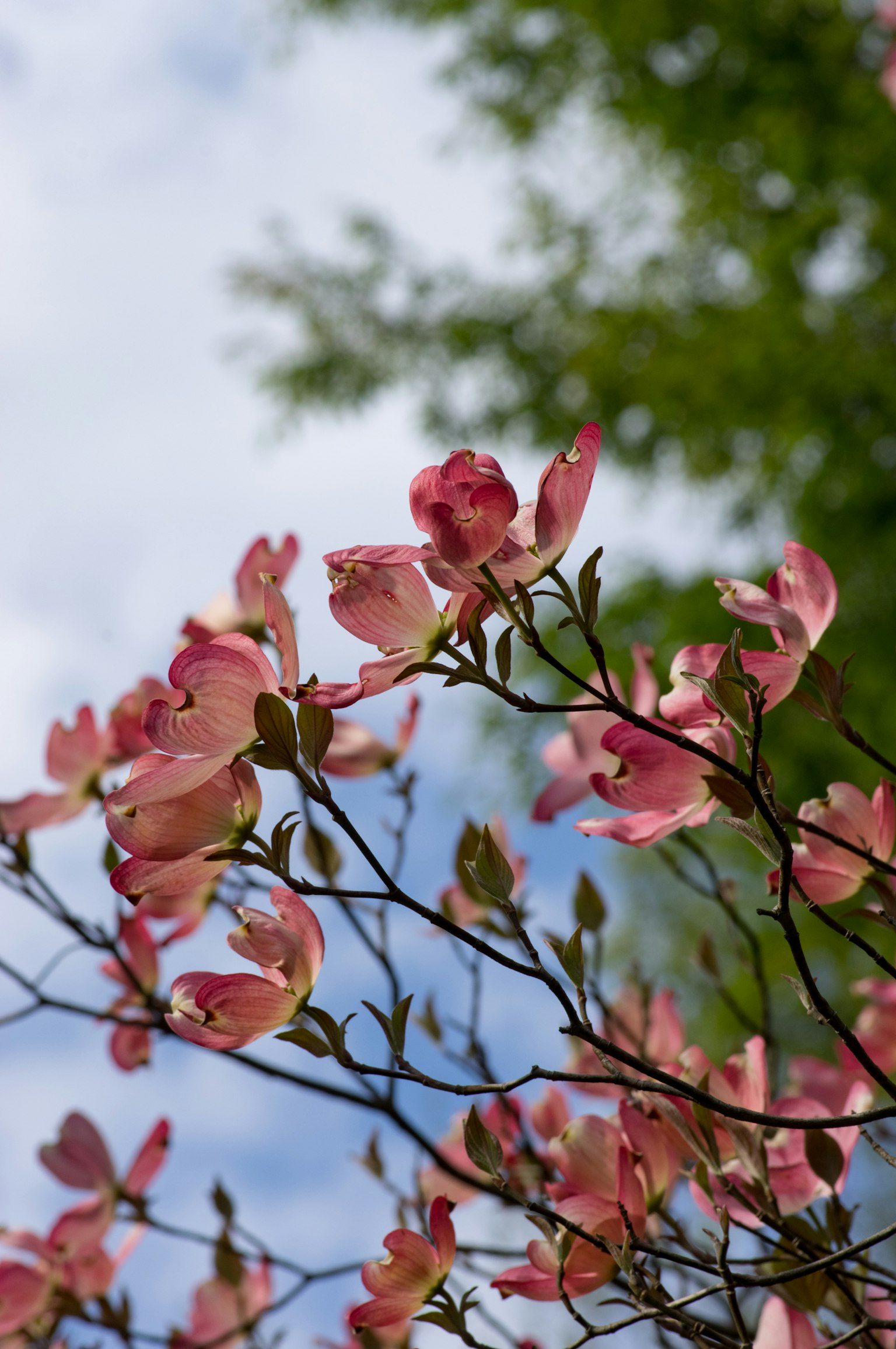 Rosa Blumen des Hartriegels blühen unter einem blauen Himmel mit frischen grünen Blättern