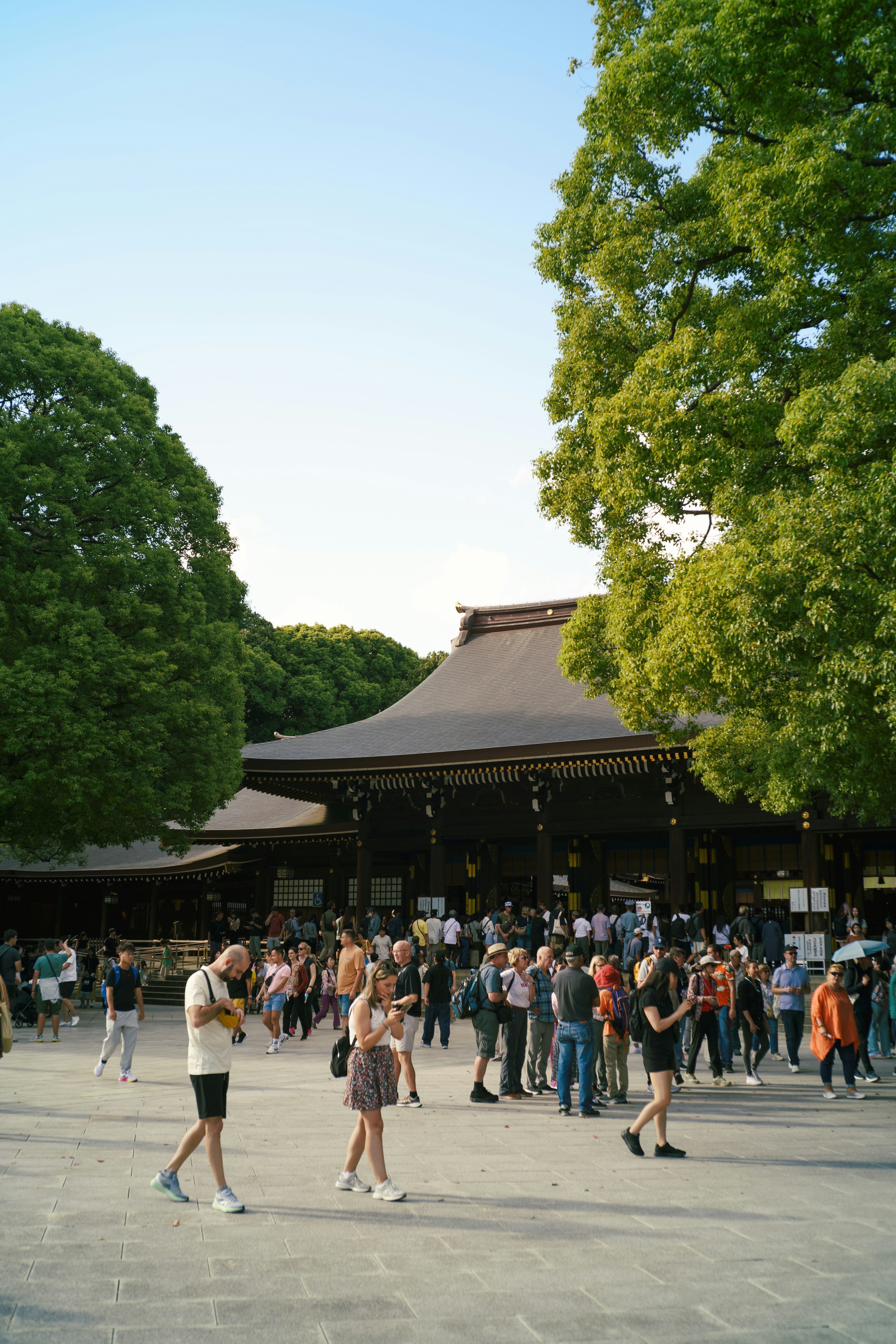 明治神宮の参道を歩く人々と大きな樹木のある境内