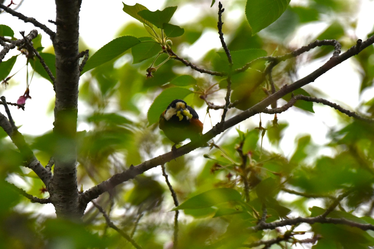 A small bird perched on a branch surrounded by green leaves