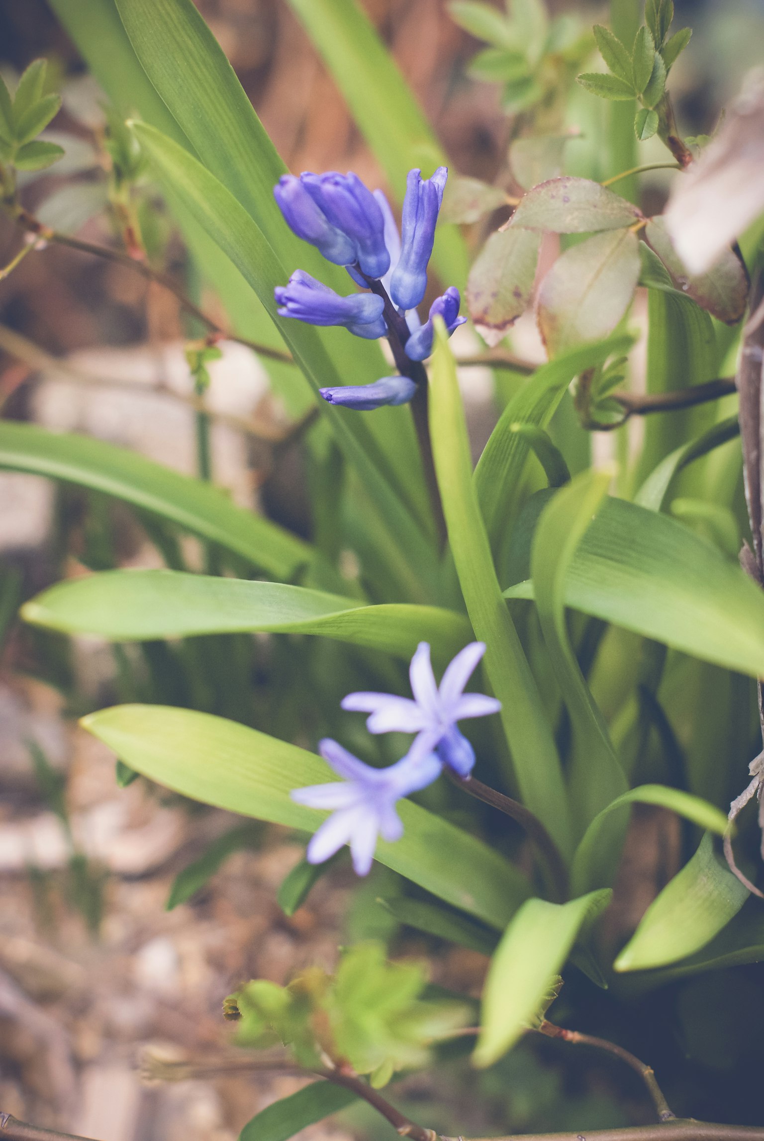 Primo piano di una pianta con fiori blu e foglie verdi