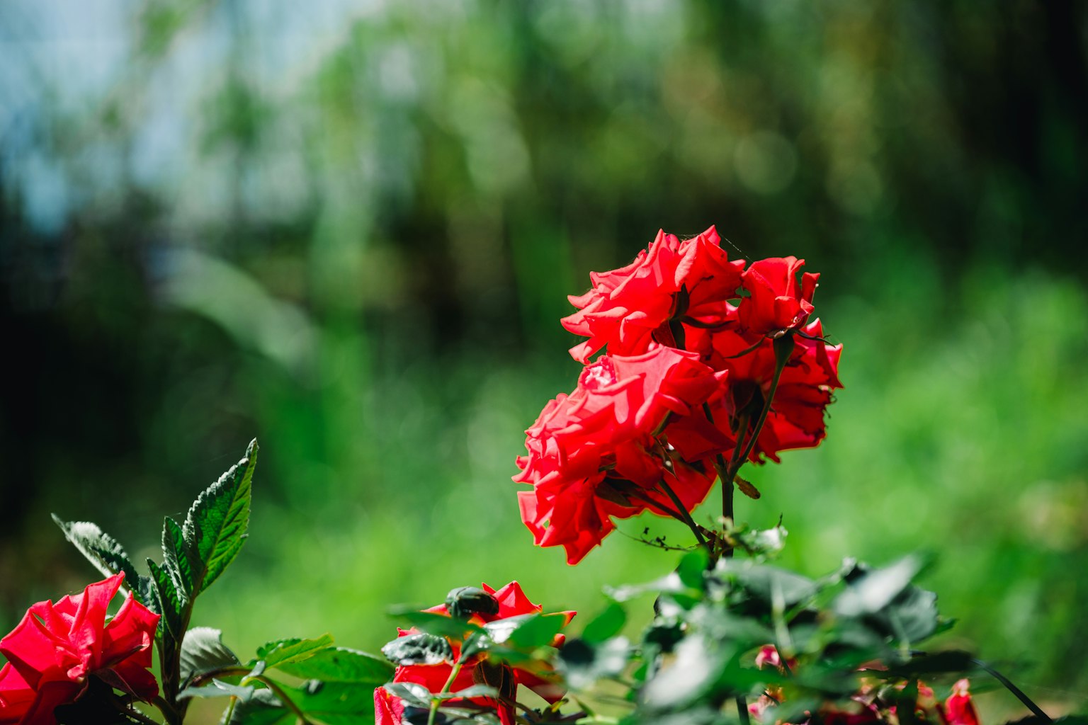 Lebendige rote Blumen vor einem üppigen grünen Hintergrund