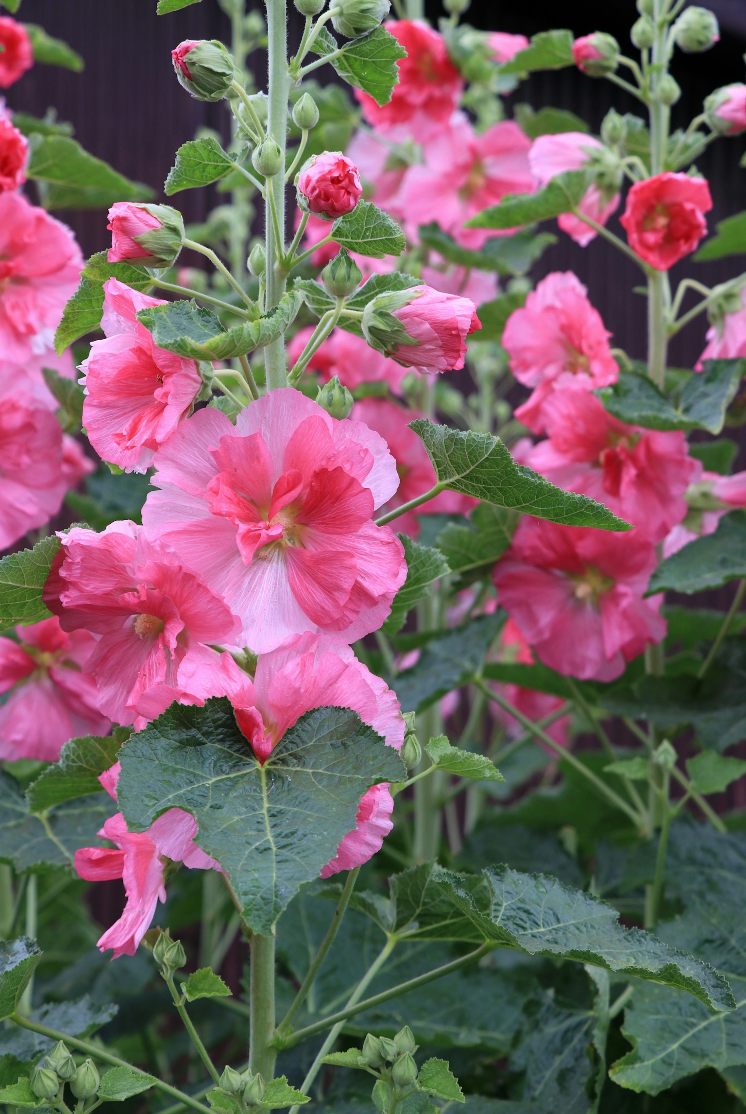 Grupo de flores de malva rosa vibrante en plena floración