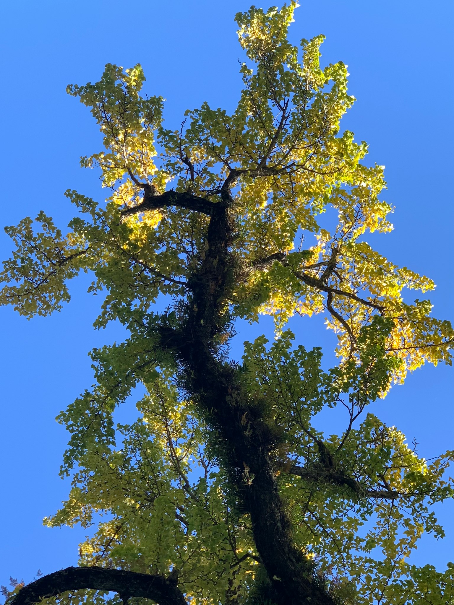 Árbol alto con hojas verdes contra un cielo azul