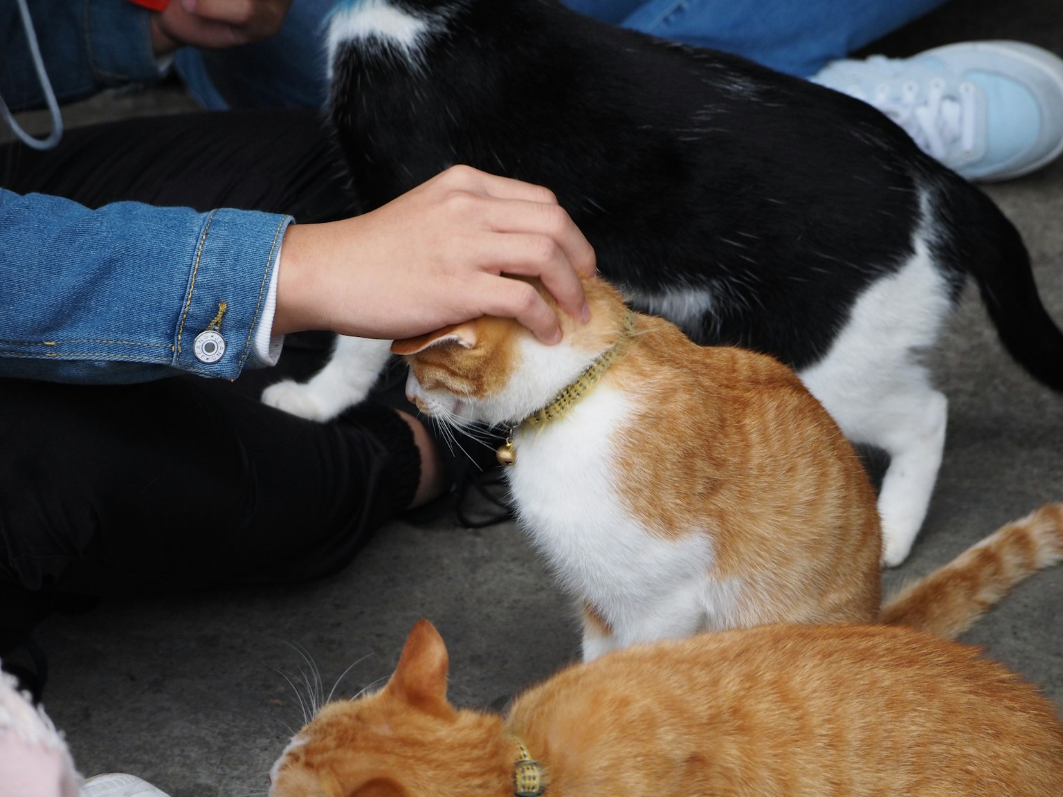 Persona acariciando un gato naranja rodeado de otros gatos