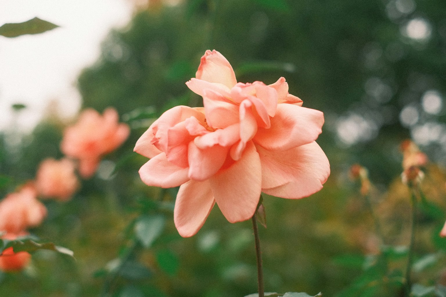 A beautiful pink rose flower blooming in a garden