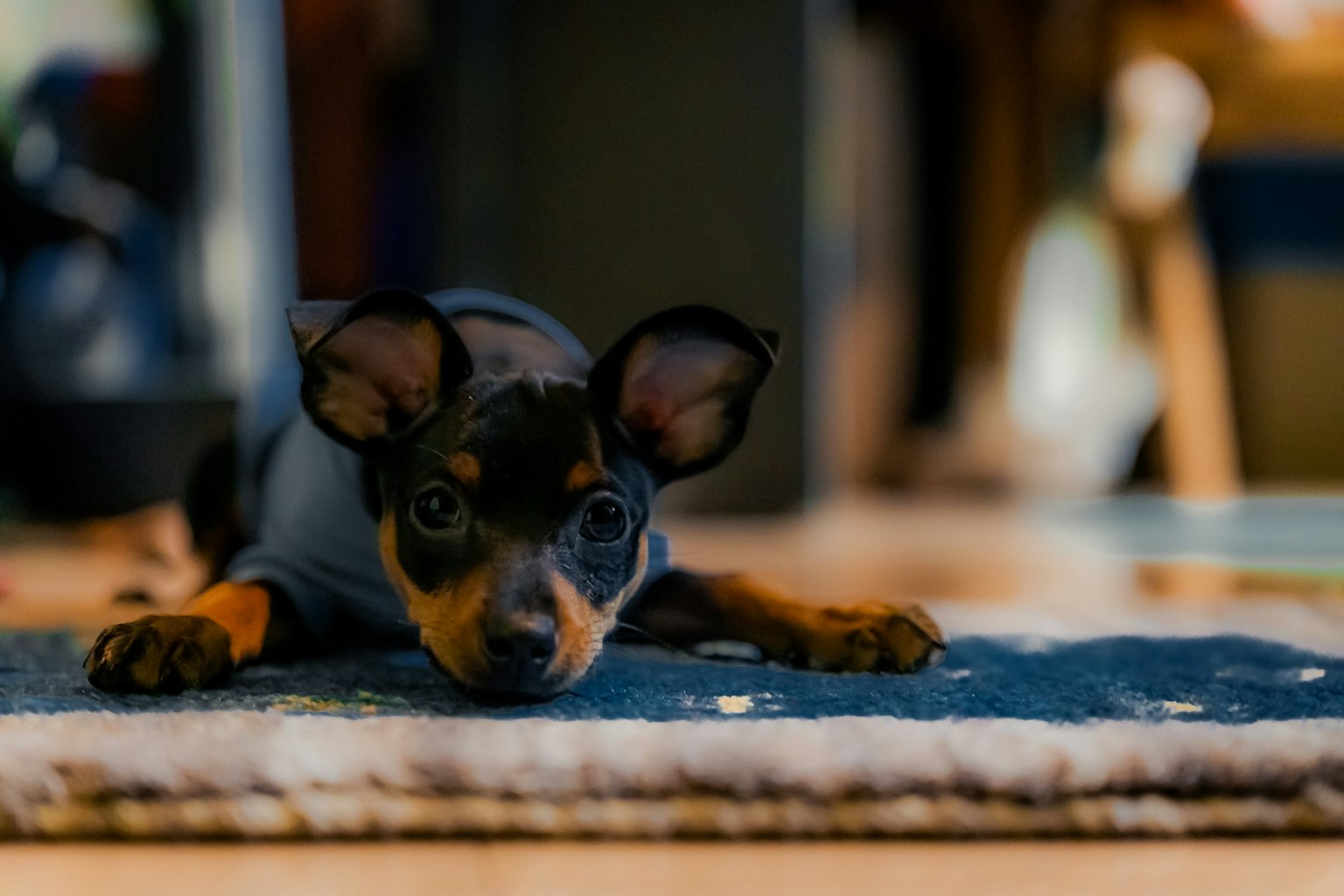 床に横たわる小さな犬の写真 黒と茶色の毛色 大きな耳と好奇心のある目