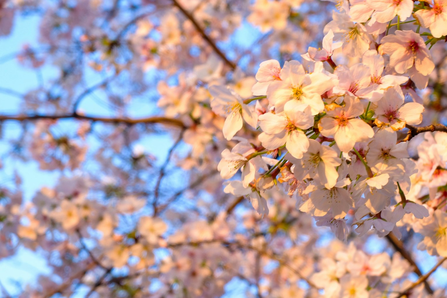 Close-up of cherry blossom branches with pink flowers against a blue sky
