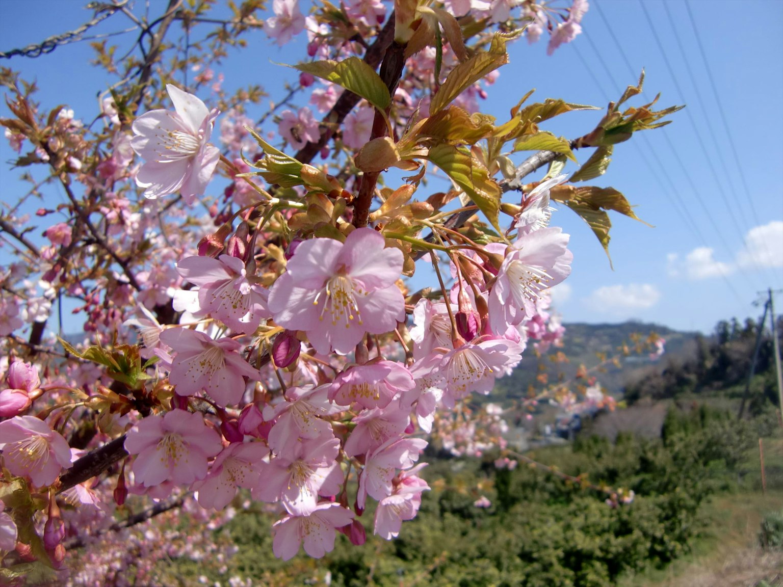 Kirschbaumzweige mit rosa Blüten vor blauem Himmel