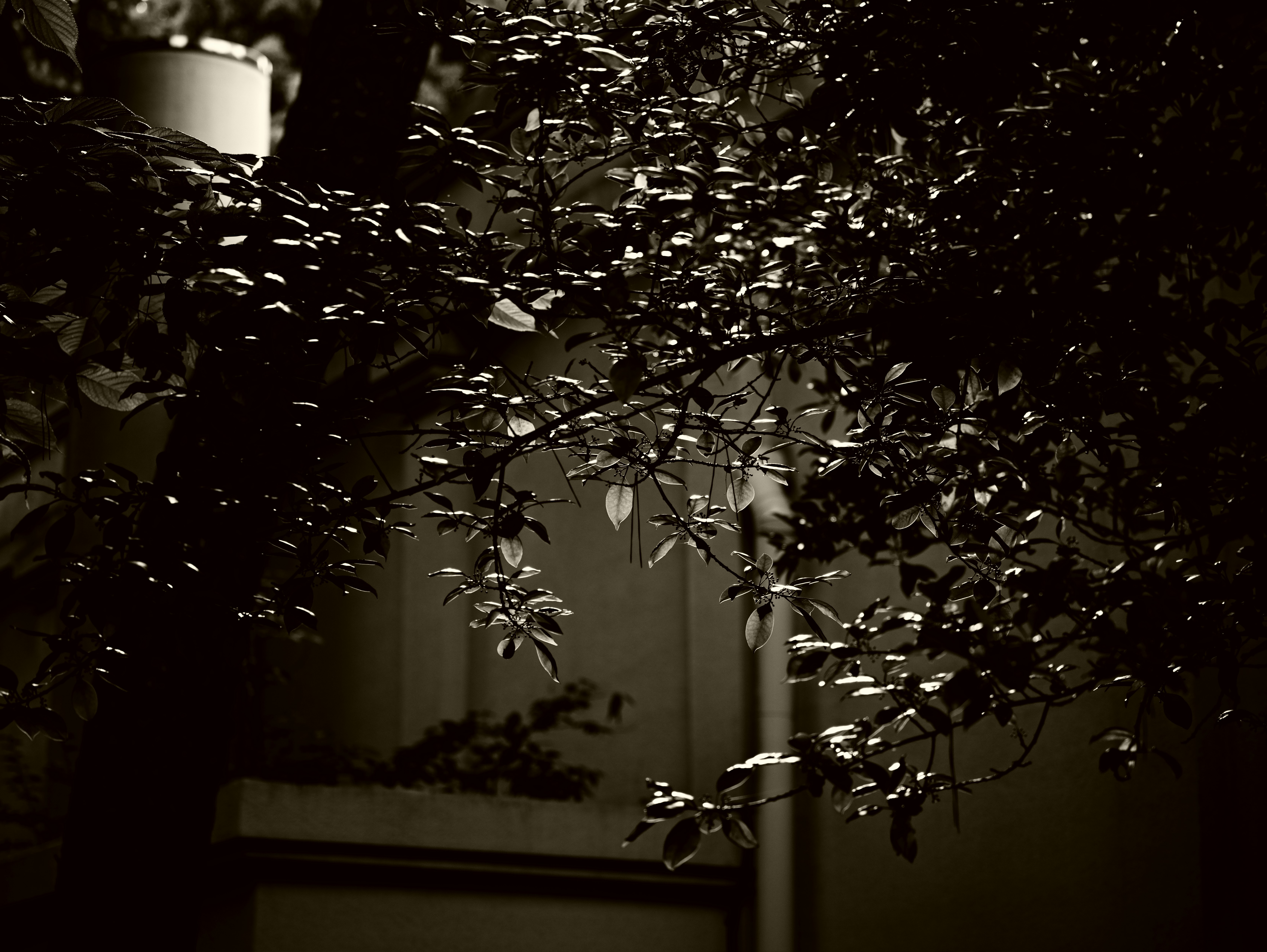 夜の中庭で枝葉が揺れるように見える風景