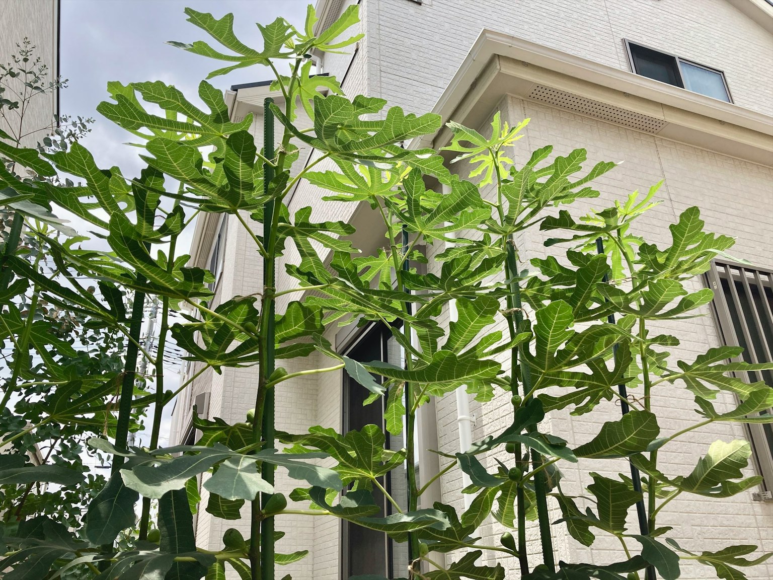 高大的秋葵植物和背景中的白色房子