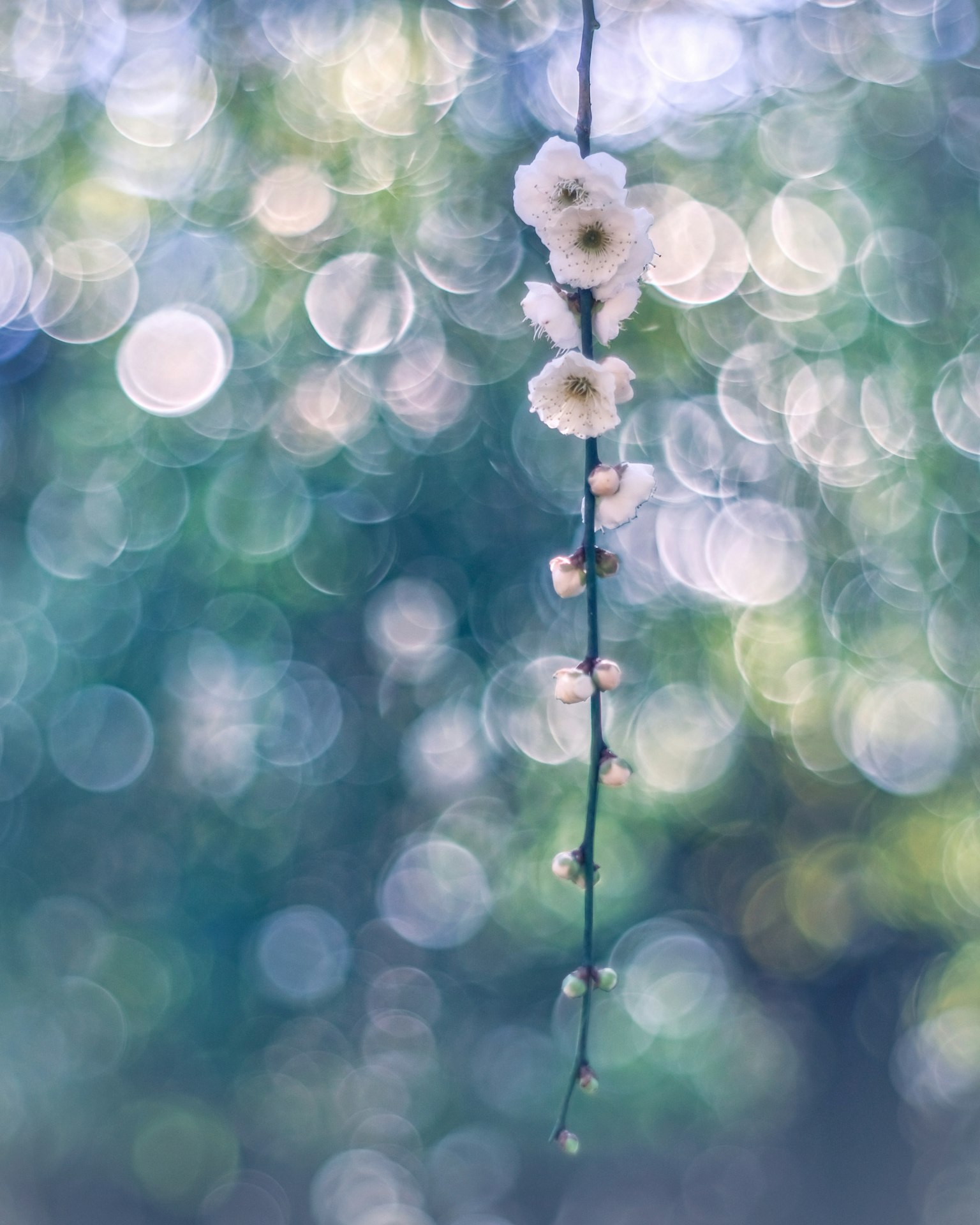 Immagine bella di fiori bianchi appesi con uno sfondo sfocato