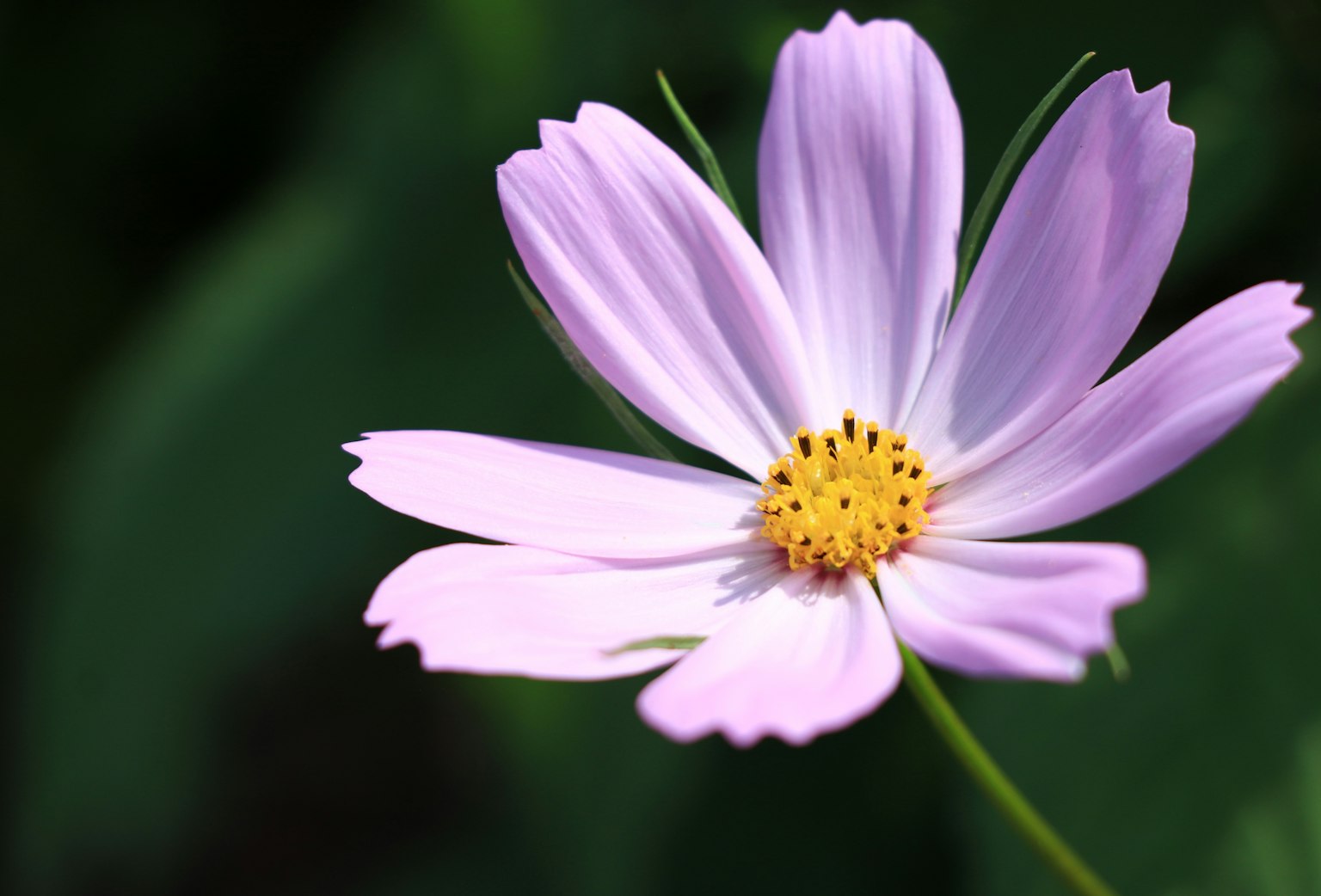 Close-up bunga dengan kelopak ungu muda dan pusat kuning di latar belakang hijau