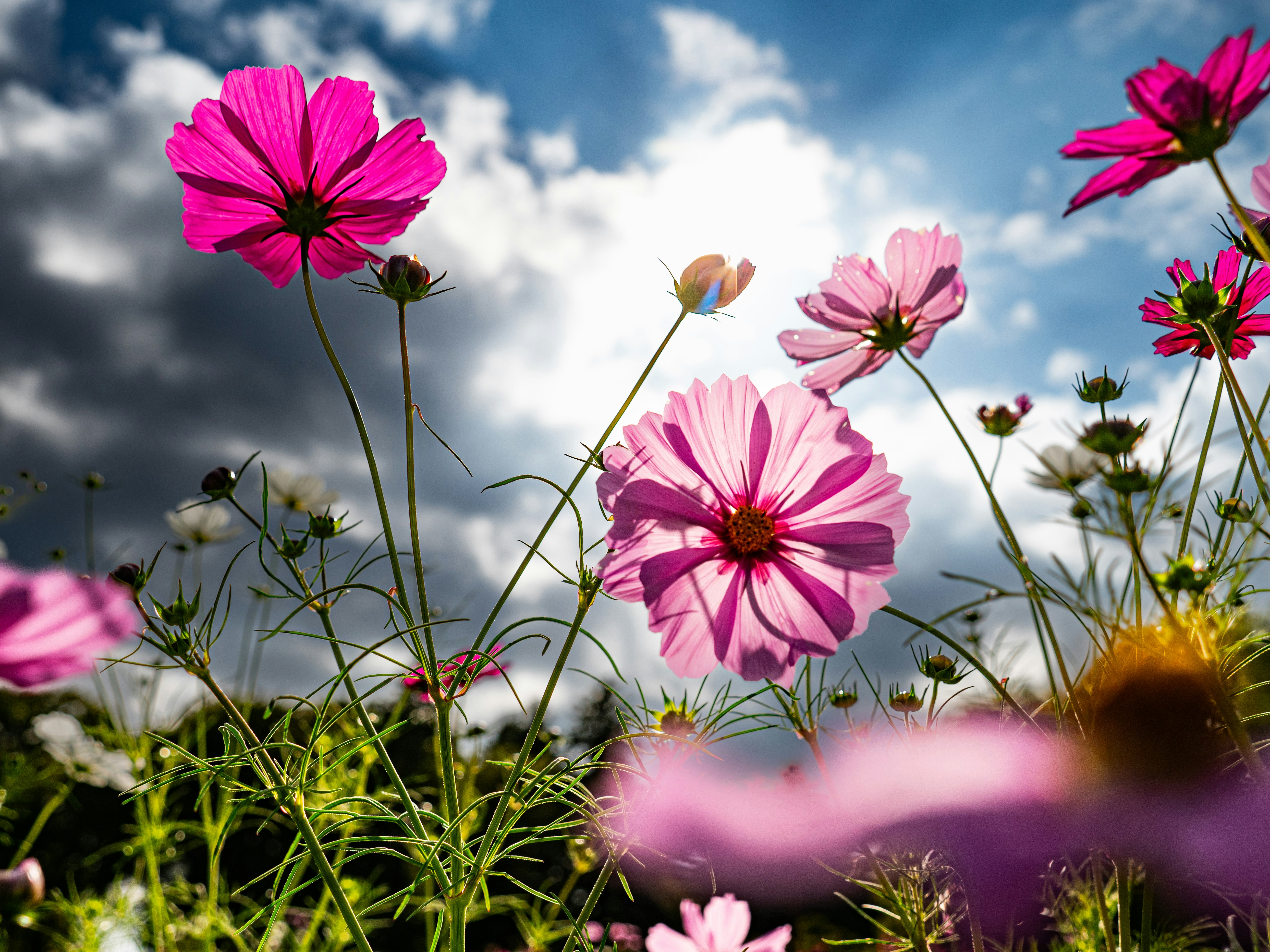 青空の下で咲くピンクのコスモスの花畑