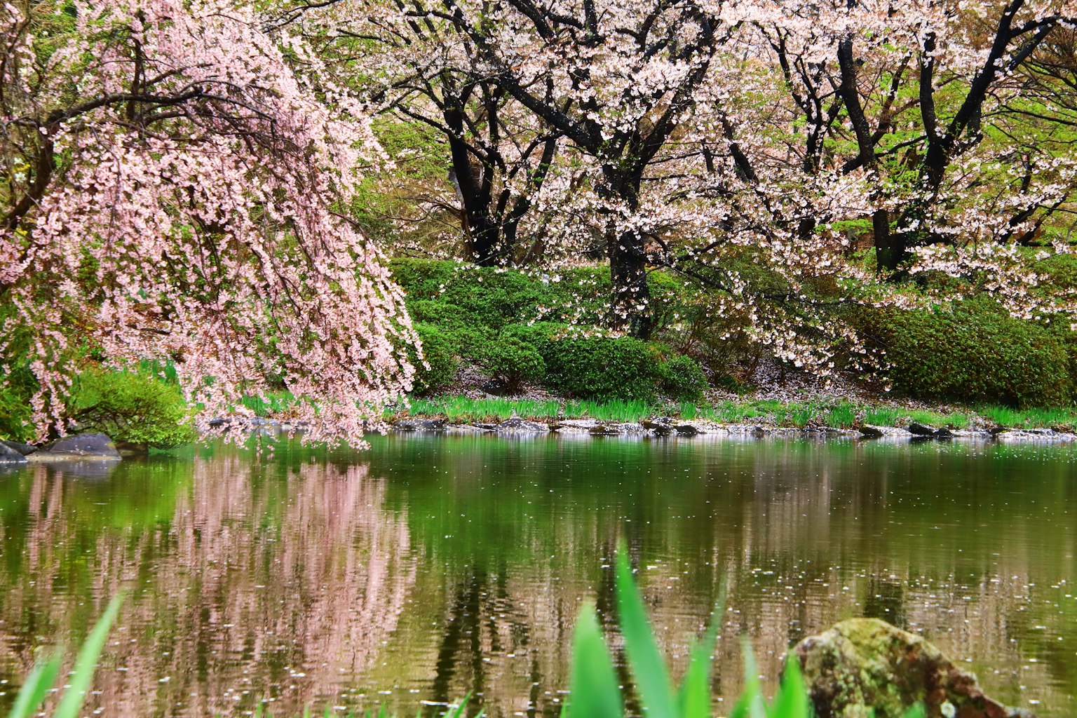 Scenic view of a pond surrounded by blooming cherry blossoms vibrant greenery and reflections on the water