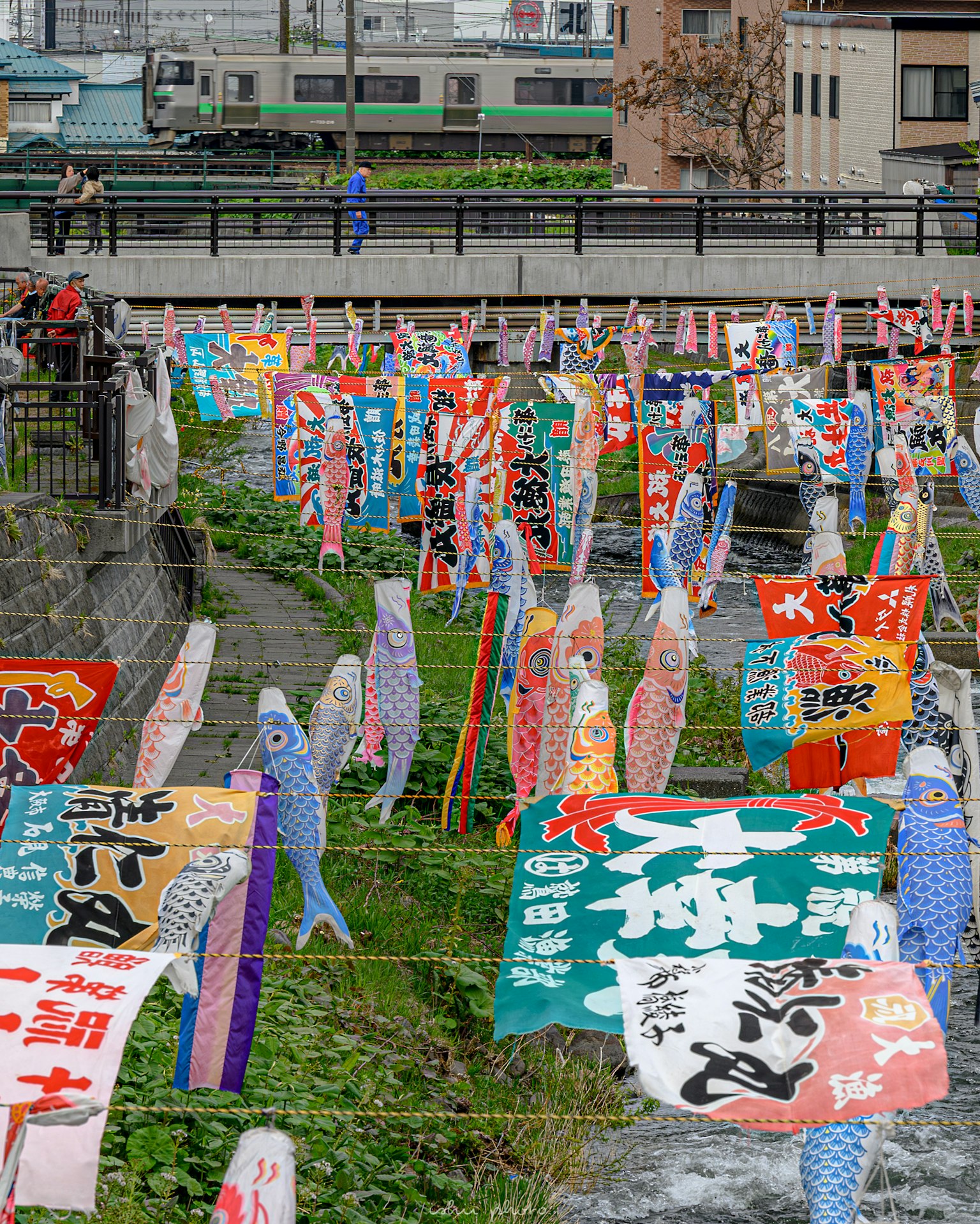 Colorful koi flags lined along a riverbank