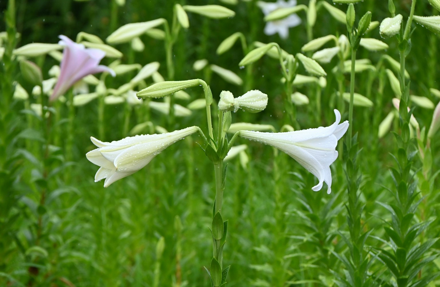 美丽的白色百合被绿色叶子环绕的场景