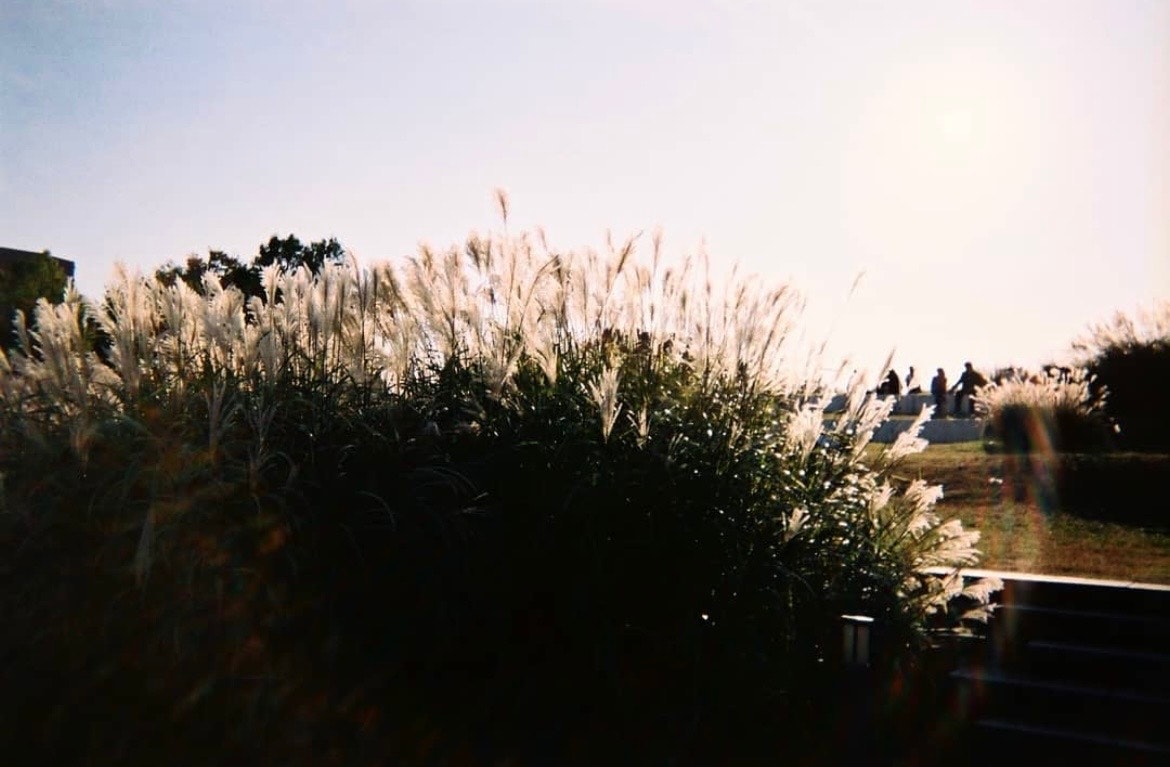 秋の草むらと小道の夕暮れ風景