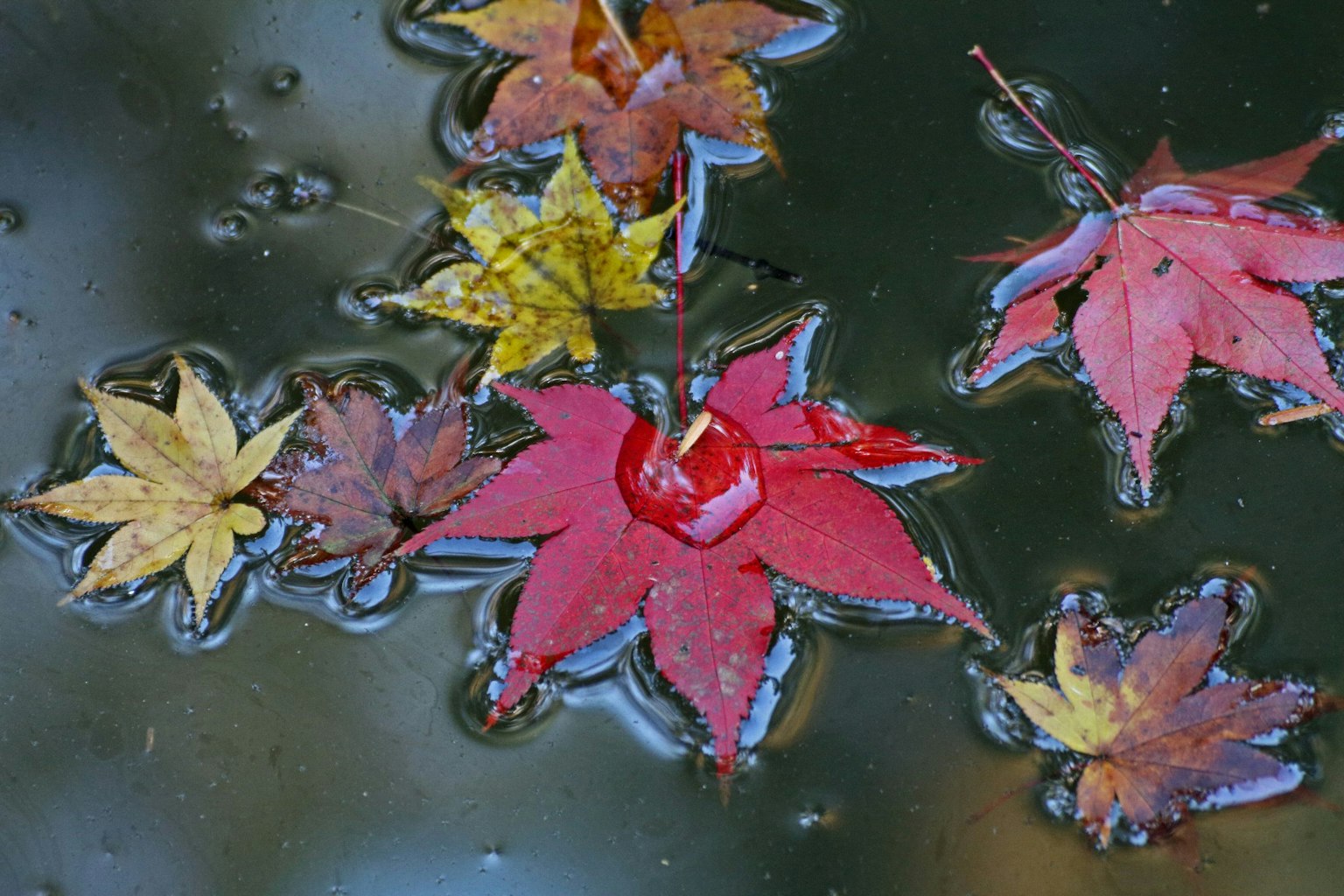 Red and yellow maple leaves floating on water's surface