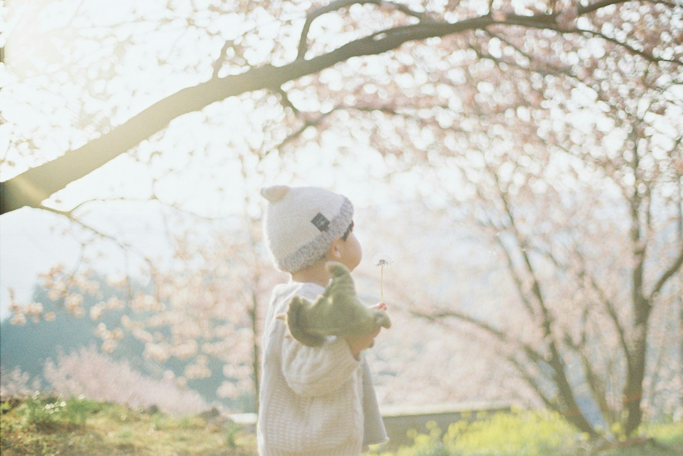 桜の木の下で帽子をかぶった子ども