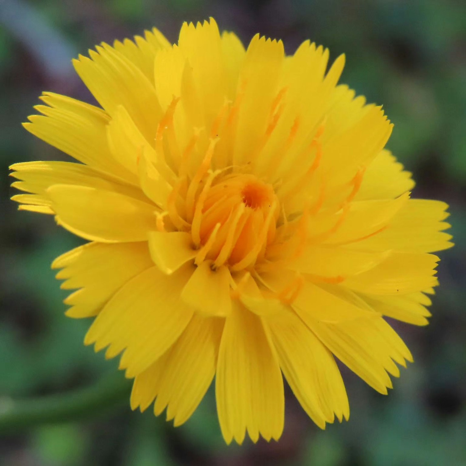 Close-up bunga kuning cerah dengan struktur kelopak yang rumit