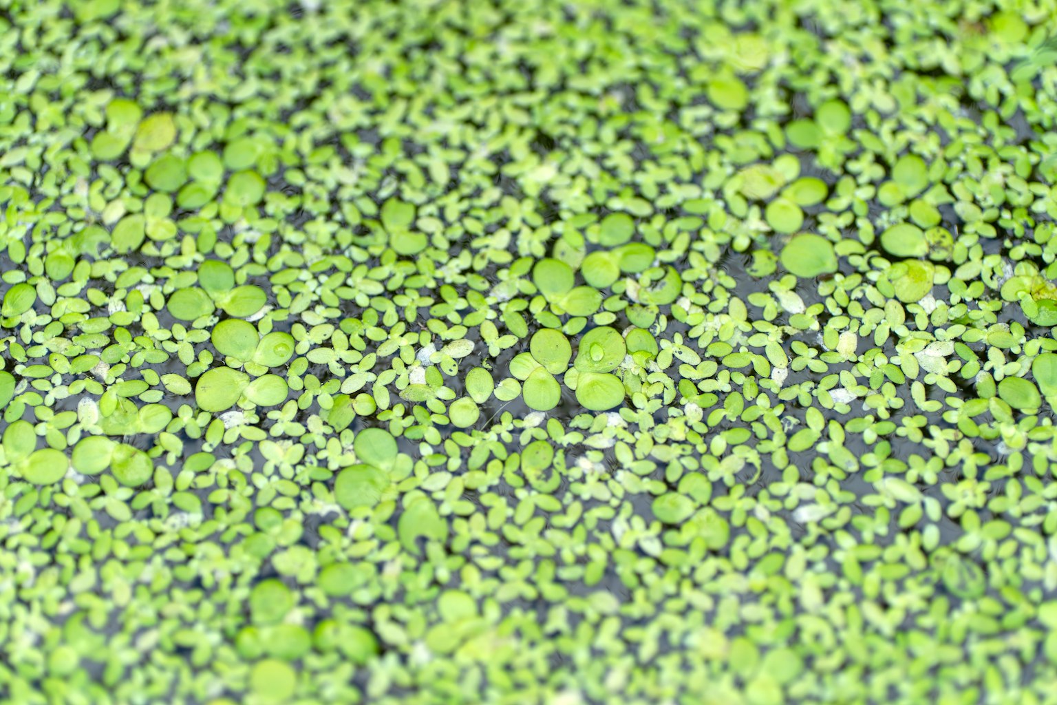 Dichter Haufen grüner Wasserpflanzen, die auf dem Wasser schwimmen