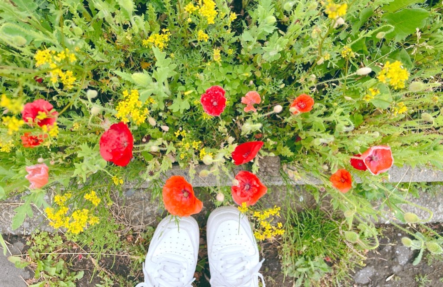Sepatu putih di atas rumput hijau dikelilingi bunga liar merah dan kuning