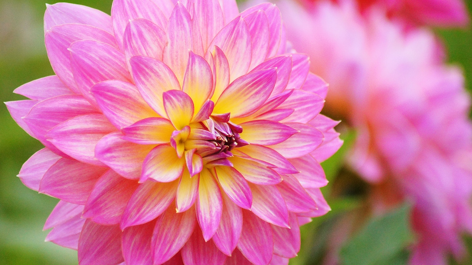 Lebendige rosa und gelbe Dahlienblüte