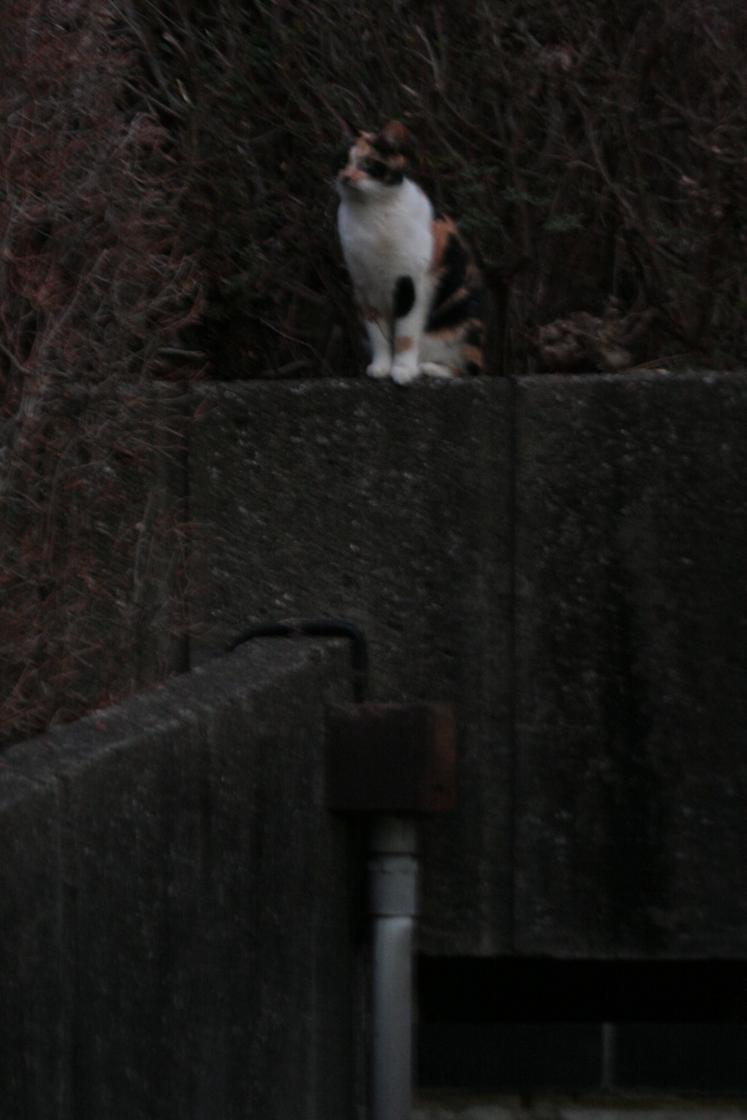 Calico cat sitting on top of a concrete wall