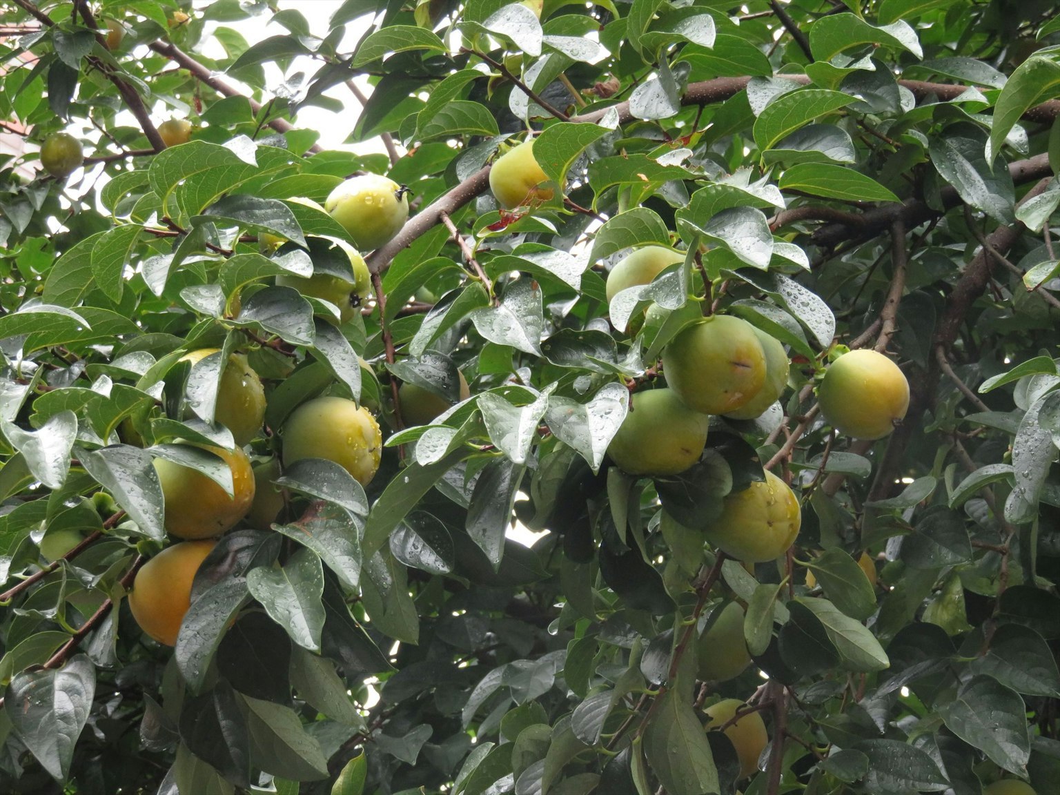 Une photo d'une branche d'arbre chargée de fruits verts