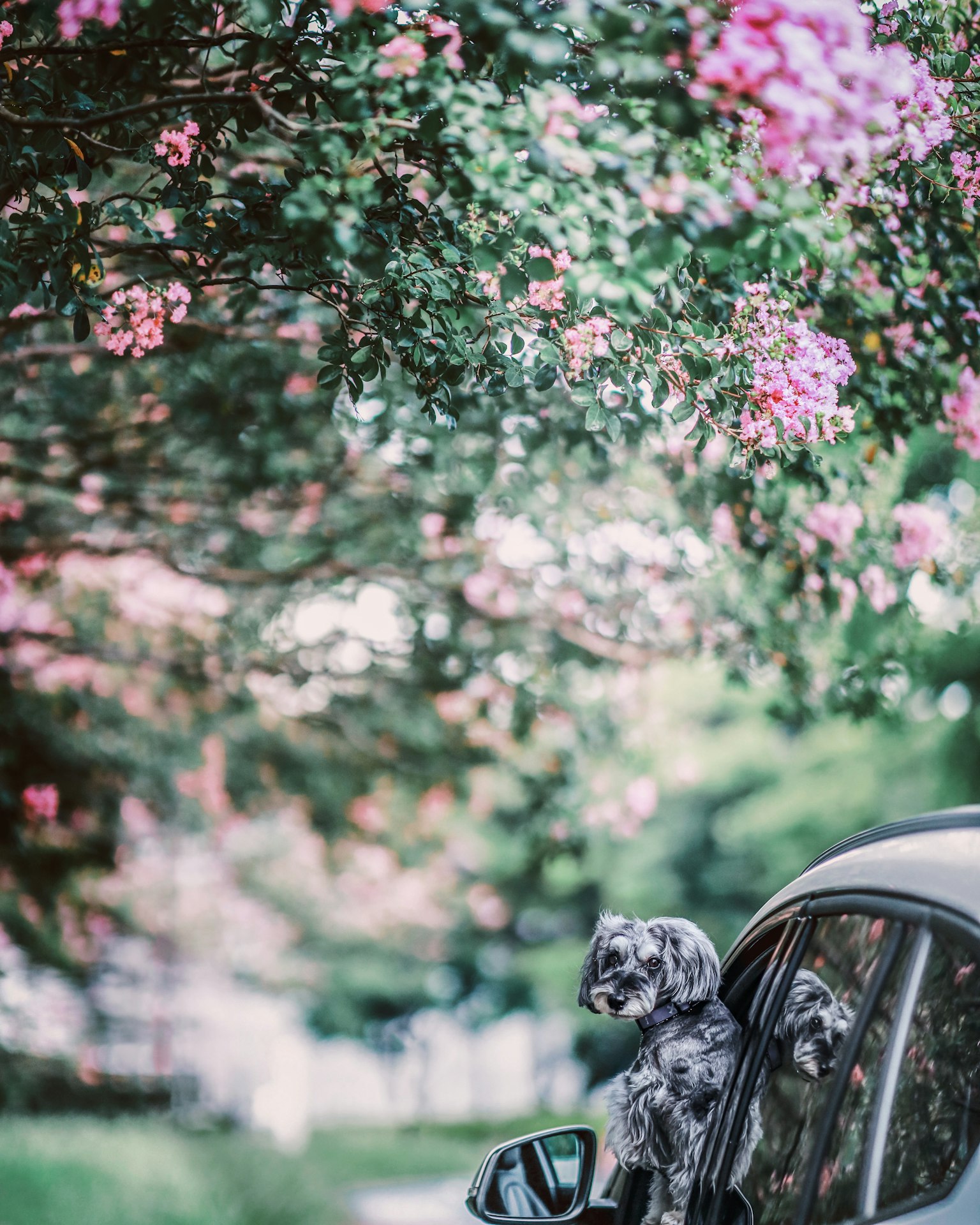 Chien regardant par la fenêtre de la voiture avec des fleurs en fleurs