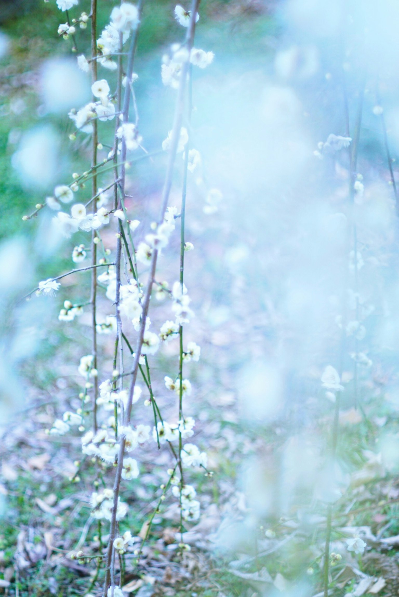 Delicate white flowers against a soft blue background