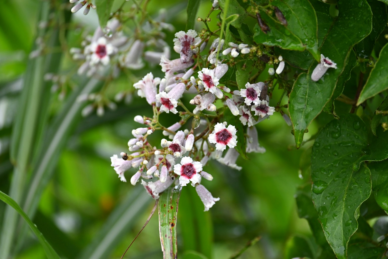 Groupe de fleurs violettes pâles avec des centres foncés parmi des feuilles vertes