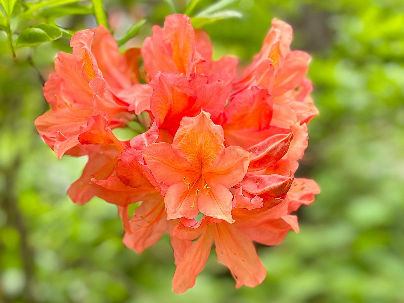 Fleurs d'azalée orange vif en pleine floraison