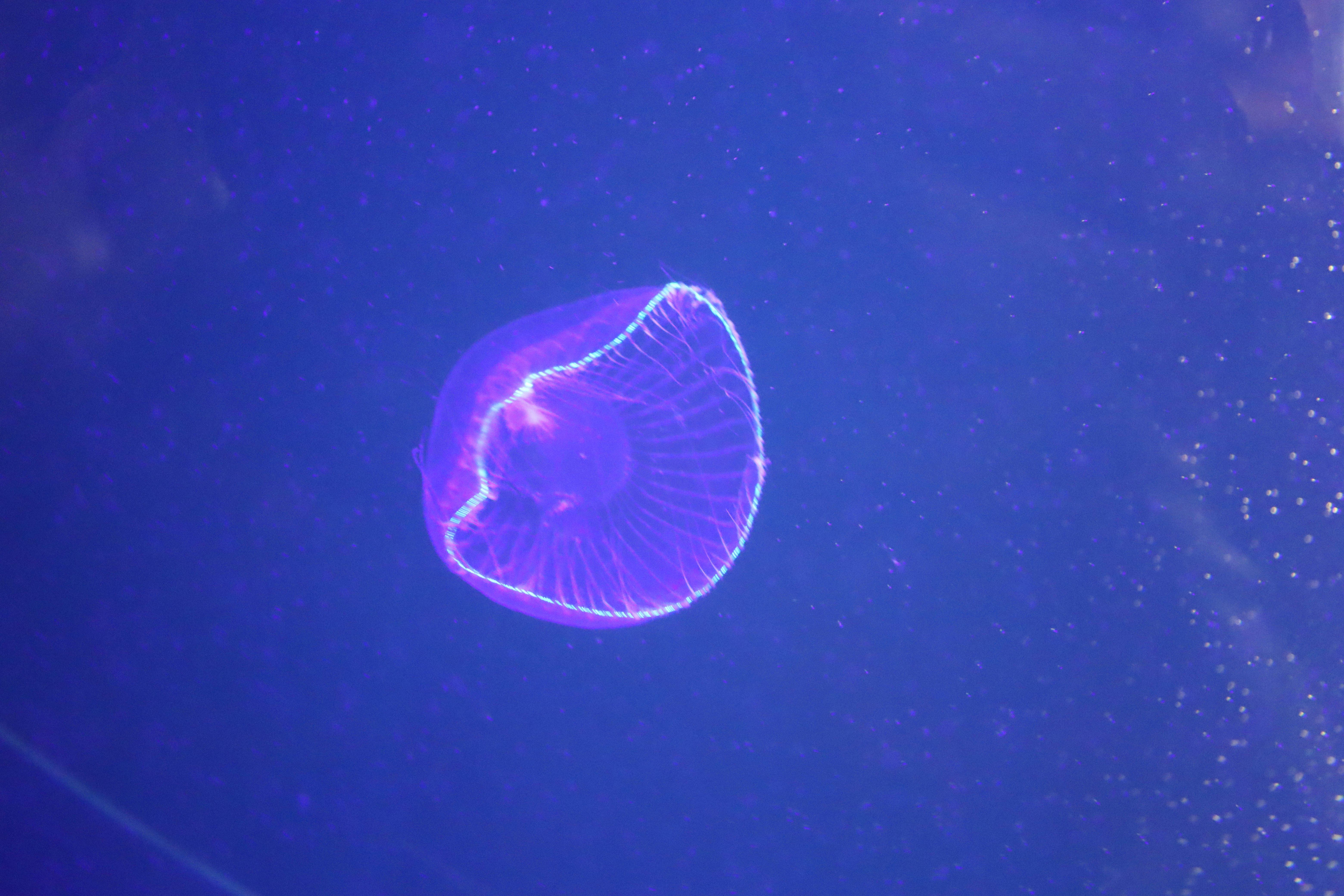 青い水中で浮かぶクラゲの鮮やかな紫色の光