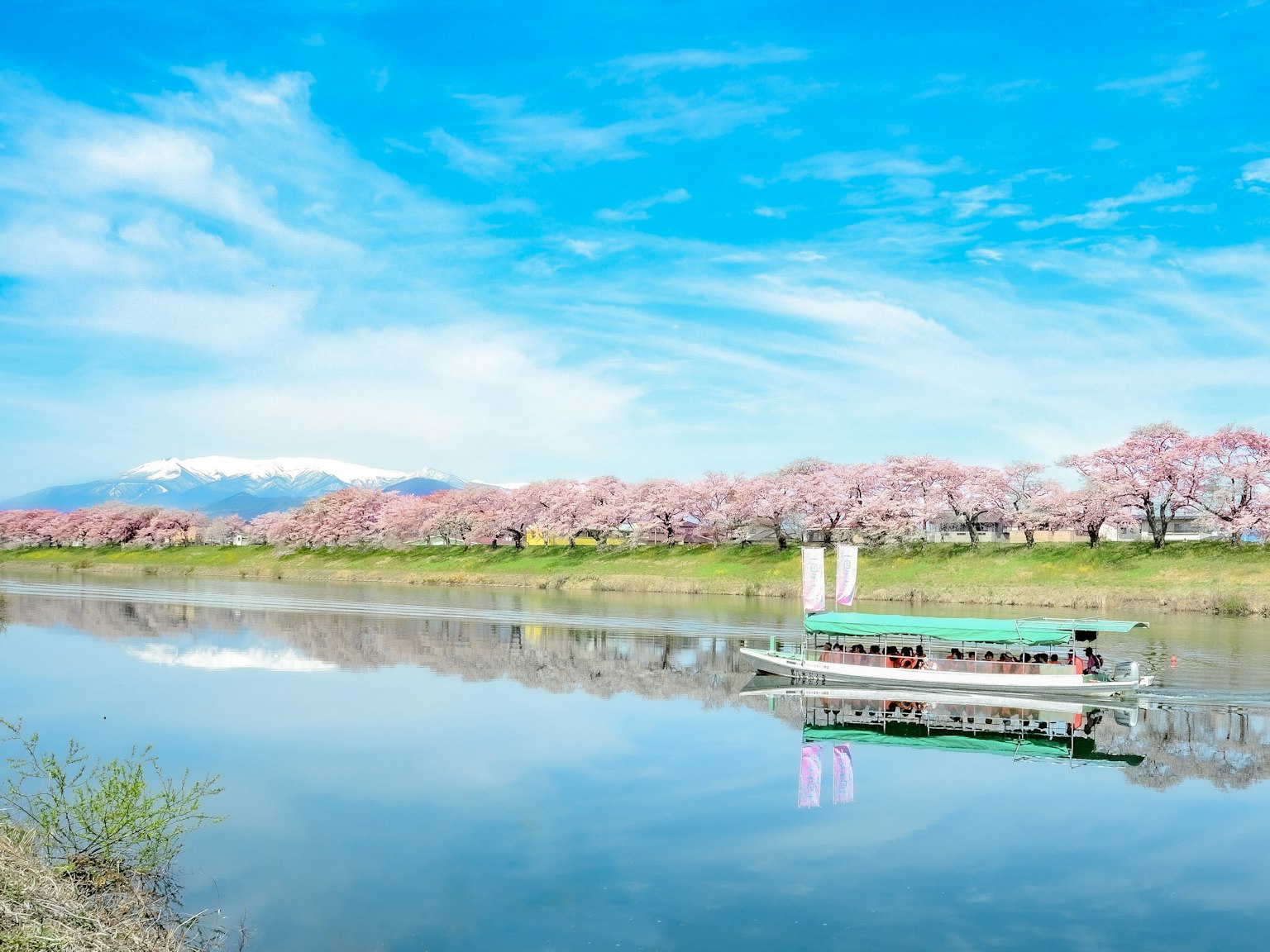 Scena serena di un fiume con una barca e alberi di ciliegio in fiore